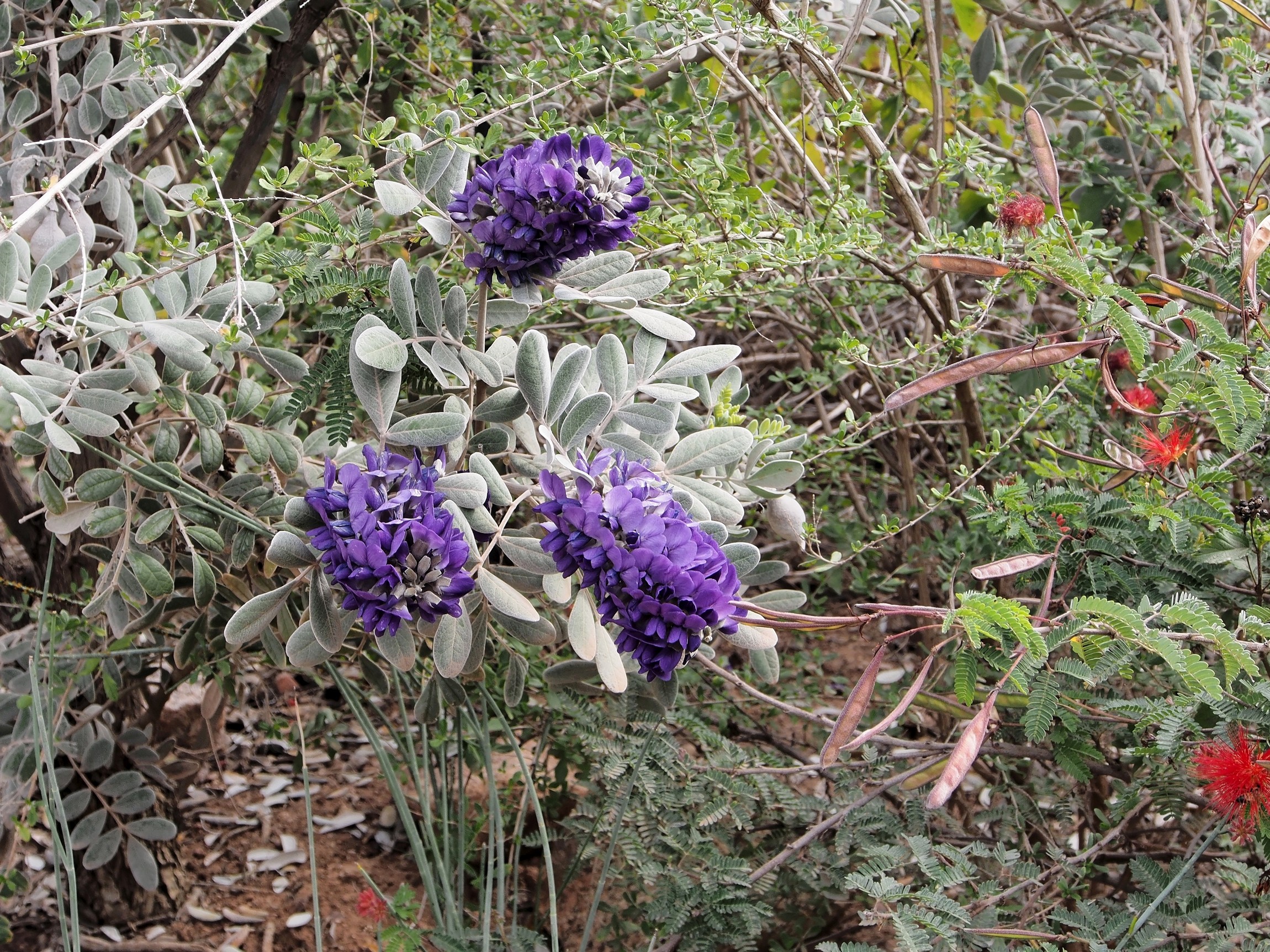 P3080067_d.jpg