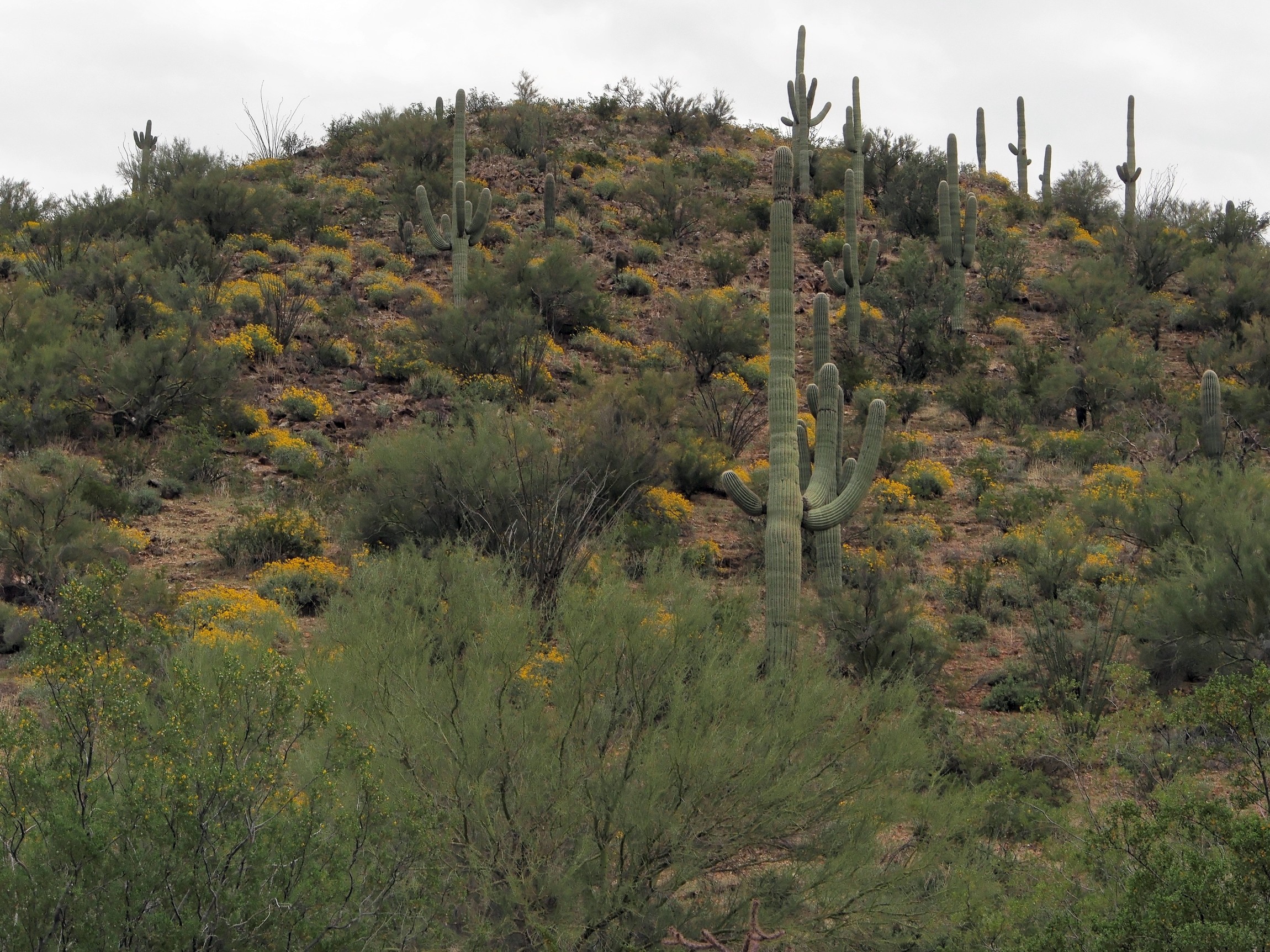 P3100390_d.jpg