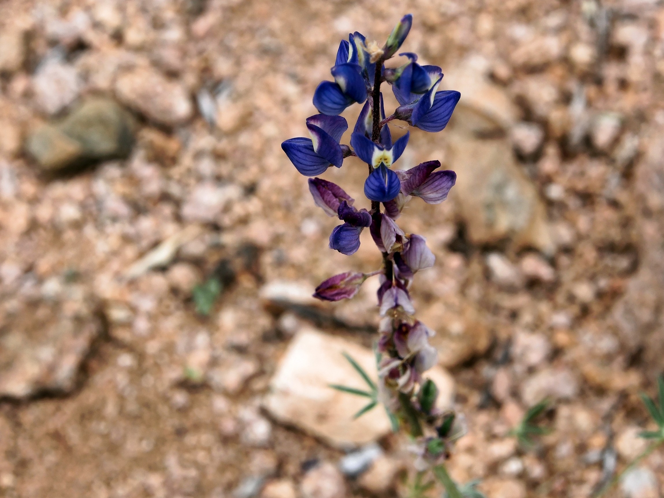 P3100456_d.jpg