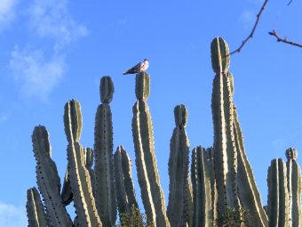 P3080178_d.jpg